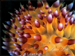 S P I K E S
Janolus sp. by Lilian Koh 